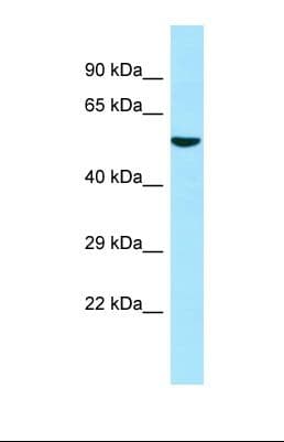 ATL3 Antibody (aa89-138)
