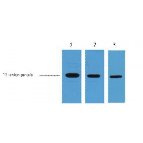 T7 Tag Antibody (clone 1H5)
