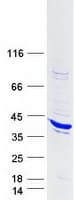 Human STAP1 / BRDG1 Protein (Recombinant Myc-DDK (Flag))