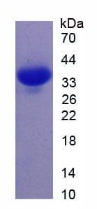 Mouse ANXA5 / Annexin V Protein (Recombinant His)
