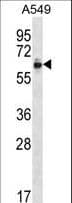 ZNF417 Antibody (aa136-164)