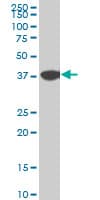 NMI Antibody (clone 9B8)