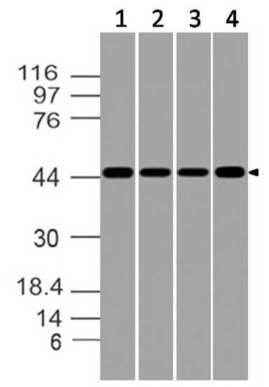 Monoclonal Mouse anti-Human TNFRSF9 / 4-1BB / CD137 Antibody (WB)