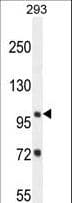 ZBTB10 Antibody (aa553-582)