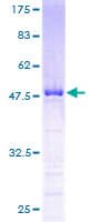 Human UBE2S / E2 EPF Protein (Recombinant GST)