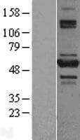 TNIP2 / ABIN-2 Protein (Over-Expression Lysate Myc-DDK (Flag))