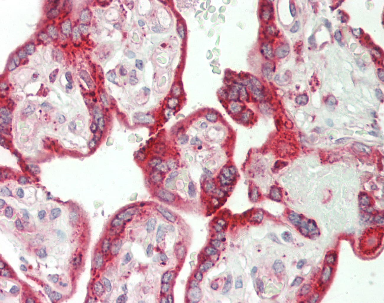 CALU / Calumenin Antibody (C-Terminus)