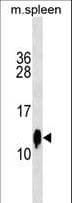 Polyclonal Rabbit anti-Mouse CST3 / Cystatin C Antibody (aa39-65, WB)