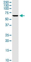 KCNA3 / Kv1.3 Antibody (clone 1D8)