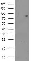 ACSS2 / ACAS2 Antibody (clone OTI3C6)