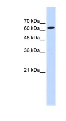 LGTN / EIF2D Antibody (aa503-552)