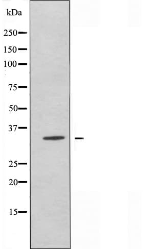 OR89 Antibody