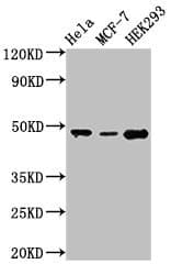 Polyclonal Rabbit anti-Human PACSIN3 Antibody (WB)