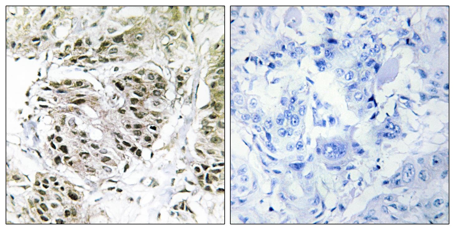 CENPA / CENP-A Antibody