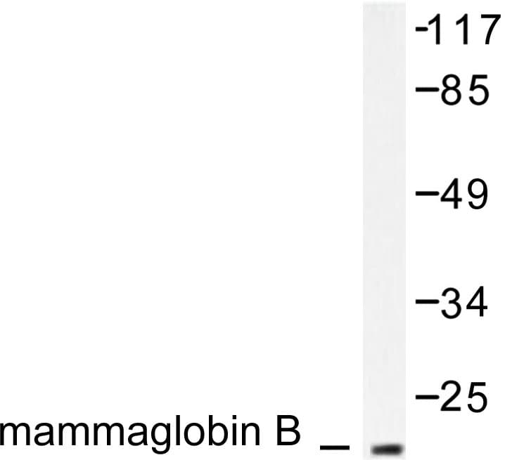 SCGB2A1 / Mammaglobin B Antibody (Lys23)