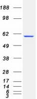 Human CRMP1 Protein (Recombinant Myc-DDK (Flag))