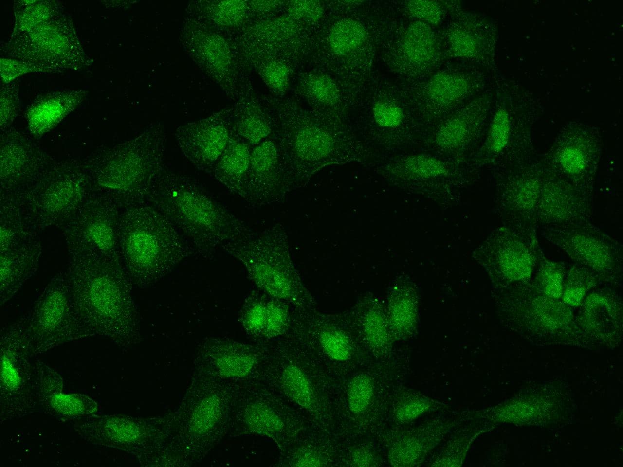 IRX4 Antibody
