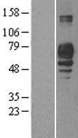 PLD3 / Phospholipase D3 Protein (Over-Expression Lysate Myc-DDK (Flag))