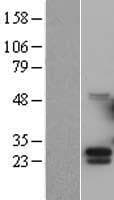 CSF3 / G-CSF Protein (Over-Expression Lysate Myc-DDK (Flag))