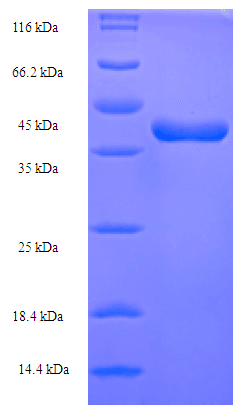 Human TNFSF12 / TWEAK Protein (Recombinant His-SUMO)