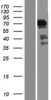MAPK4 / ERK4 Protein (Over-Expression Lysate Myc-DDK (Flag))
