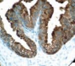 KLK3 / PSA Antibody