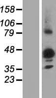 NIPAL3 / NPAL3 Protein (Over-Expression Lysate Myc-DDK (Flag))