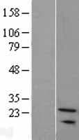 SNX24 Protein (Over-Expression Lysate Myc-DDK (Flag))