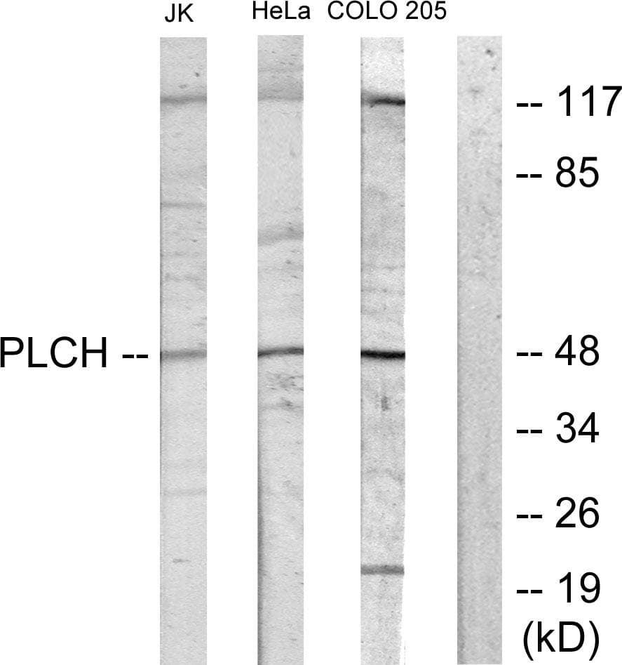 Polyclonal Rabbit anti-Human plcH Antibody (IF, WB)