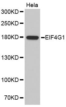 EIF4G1 / EIF4G Antibody