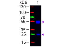 Goat Anti-Rat IgG Secondary Antibody (FITC)