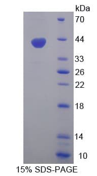 Bovine WNT3A Protein (Recombinant His-T7)