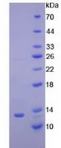 Mouse CYCS / Cytochrome c Protein (Recombinant His)