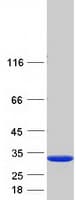 Human GSTA2 Protein (Recombinant Myc-DDK (Flag))