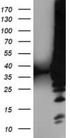 ARH / LDLRAP1 Antibody (clone OTI4G5, Carrier-free)