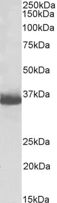 GAPDH Antibody (Biotin)