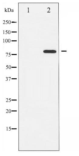 Polyclonal Rabbit anti-Human PRKCQ / PKC-Theta Antibody (phospho-Ser676, IHC, WB)