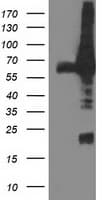Dipeptidyl Peptidase 3 / DPP3 Antibody (clone OTI 2G8)