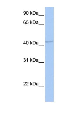 Polyclonal Rabbit anti-Human GABRA5 Antibody (C-Terminus, WB)