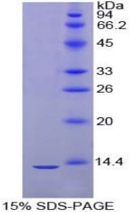 Mouse IGLL1 / CD179b Protein (Recombinant His-T7)