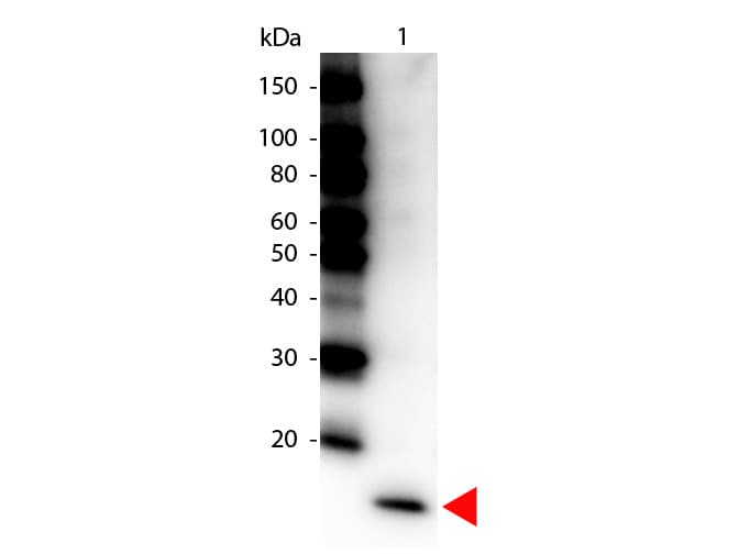 Polyclonal Rabbit anti-Human IL17F Antibody (HRP, IHC, WB)