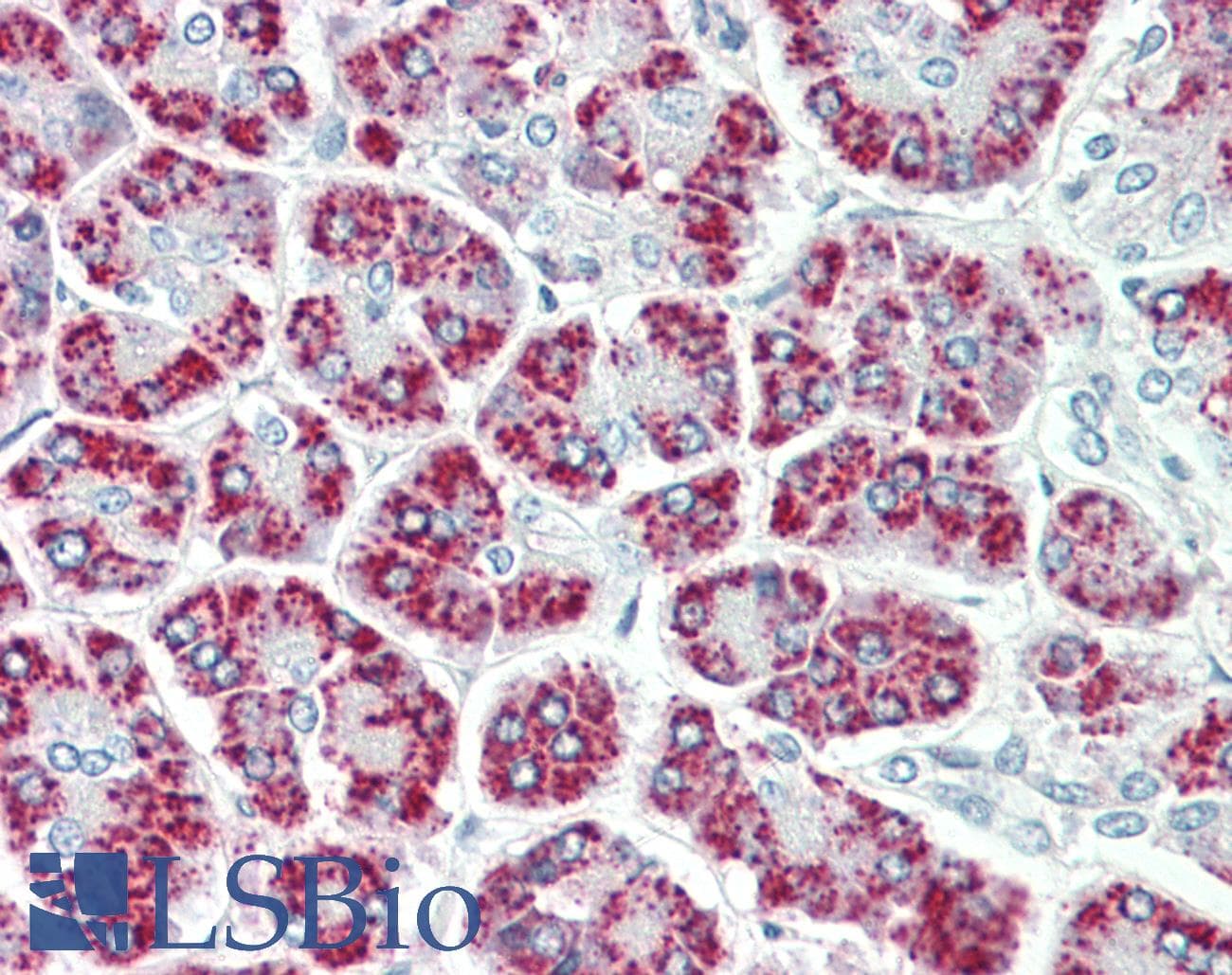 IHC-plus™ EEF1E1 / AIMP3 Antibody (aa17-29)
