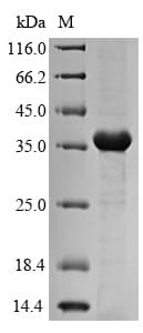 Klebsiella pneumoniae mrkA Protein (Recombinant 6His-SUMO, N-terminus)