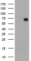 ZSCAN18 / ZNF447 Antibody (clone OTI2A9)