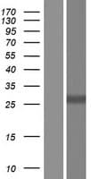 PCSK1N / PROSAAS Protein (Over-Expression Lysate Myc-DDK (Flag))