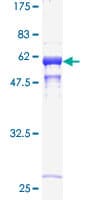Human CTSB / Cathepsin B Protein (Recombinant GST)
