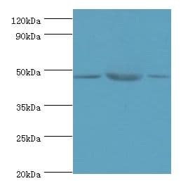 SYT11 Antibody (aa37-200)