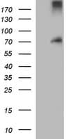 CD105 Antibody (clone OTI8B8, Carrier-free)