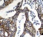 EGFR Antibody (clone 31G7)