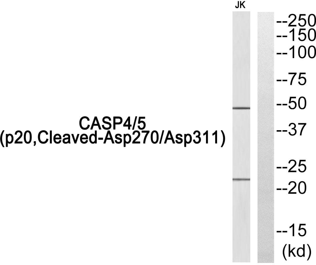 Caspase 4 + Caspase 5 Antibody (p20, Cleaved-Asp270/Asp311)